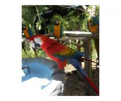 Huge Collection Of Macaws Parrots For Sale
