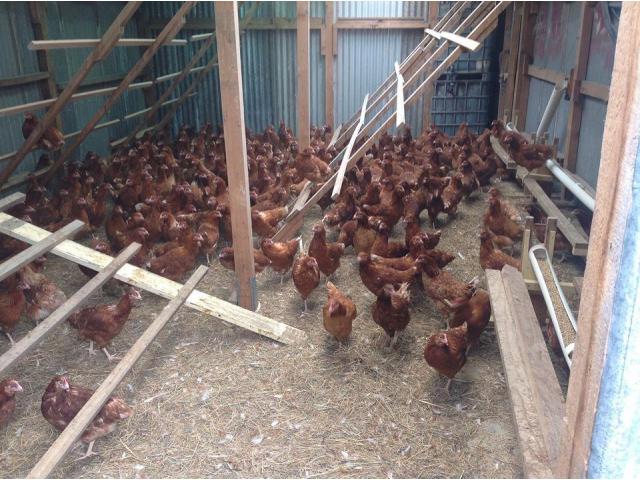 healthy chicken point of lay hens