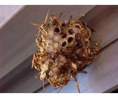 Wasp and Bee Removals