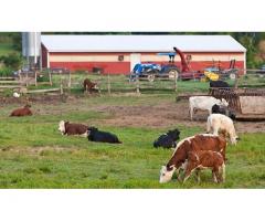 Cows, Chicken, Ostrich fertile Eggs and Goats For Sale