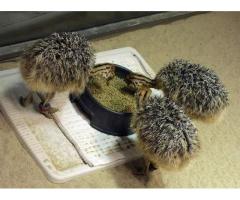 Buy young Ostrich chicks online