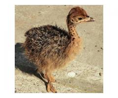 Buy young Ostrich chicks online