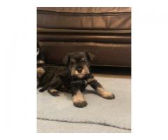 Miniature Schnauzers Puppies for Sale