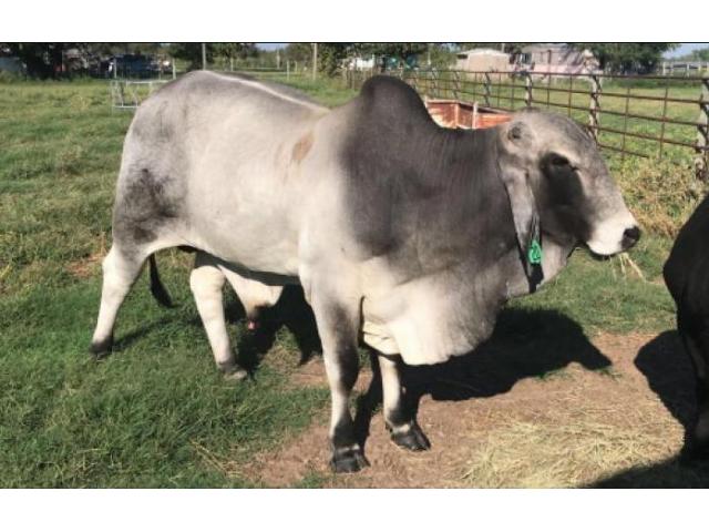 Nguni cattle/calves for sale at affordable