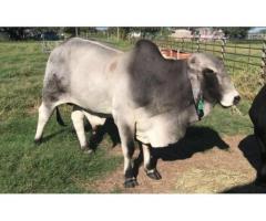 Nguni cattle/calves for sale