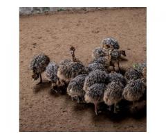 Healthy ostrich chicks  and eggs for sale