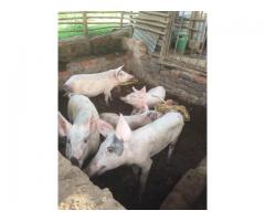 gilt pigs and piglets for sale