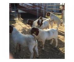Boer Goats and Kalahari Red Goats - Whatsapp: +27655406895