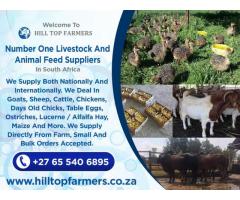 Buy Merino & Dorper Sheeps - Whatsapp: +27655406895
