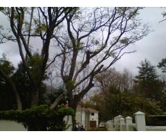 081 508 5327 tree felling in Table view