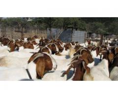 Goats and sheep for a good price Whatsaap  0837431806