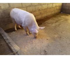 Healthy Full Grown Pigs and Piglets Farm Sales