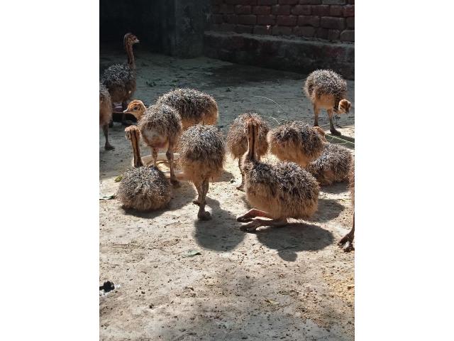 Black Neck Ostrich chicks And Eggs Farm Sales