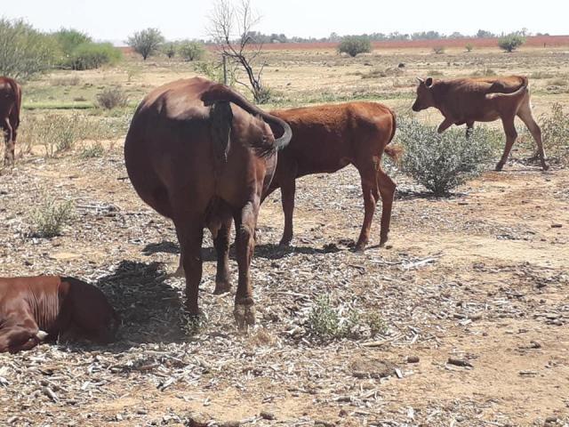 Calves and cattle Farm Sales