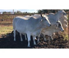 Buy heifers and Bulls online Approved Farmers
