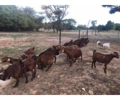 Best Price  Kalahari Red And Boer goats