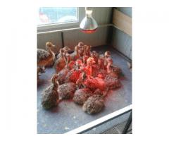 Healthy Black Neck Ostrich chicks And Eggs