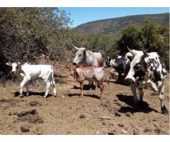 Healthy Calves and cattle