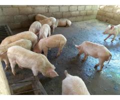 Healthy Full Grown Pigs and Piglets