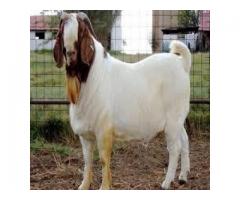 2019 Discount Prices 100% Full Blood Live Boer Goats / Whatsapp:+27621354579