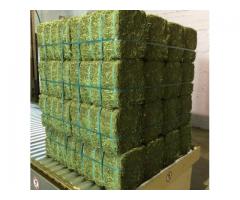 Grade A Lucerne Bales for sale whatsapp +27631521991
