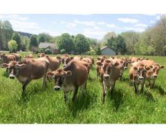 Jersey Herd cows for sale whatsapp +27631521991