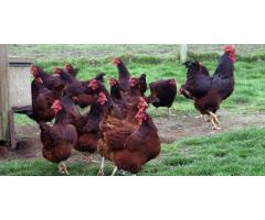 Rhode Island Red chickens for sale whatsapp +27631521991