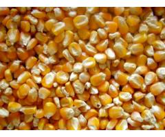 Yellow maize For Animal Feed for sale whatsapp +27631521991