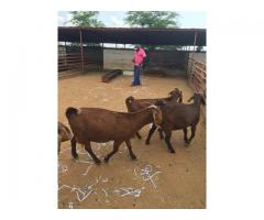 Boer and Kalahari red goats for sale