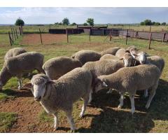 Merino Rams and Ewes for sale