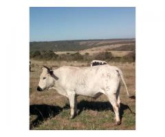 Healthy Nguni Cattle and Calves