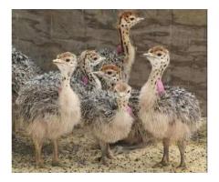 Ostrich Chicks and Fertile Eggs