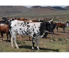 Healthy Nguni Cattle and Calves