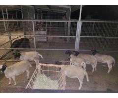 Dorper Sheep Ready for sale