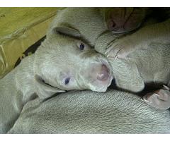 Weimaraner Puppies - Pure Breed