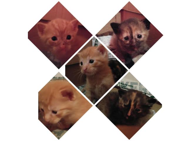 5 kittens looking for good homes