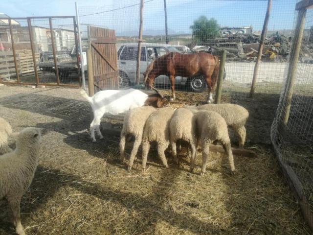 Boer Goats  ,Cattle and sheep for sale