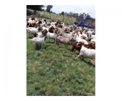 Boer Goats  ,Cattle and sheep for sale