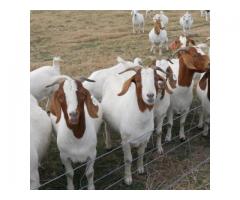 Top quality Live Goats .