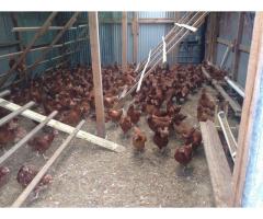 healthy chicken point of lay hens