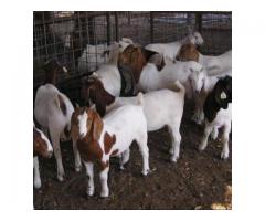 Top quality Live Goats And Sheep