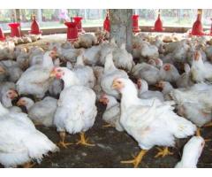 Healthy point of lay hens at extremely low rates