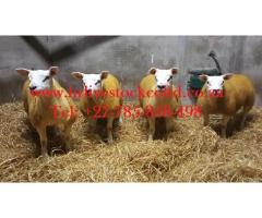 Buy Livestock, Cattle, goats, sheep and Chicken and Eggs for sale