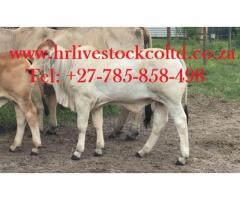 Buy Livestock, Cattle, goats, sheep and Chicken and Eggs for sale