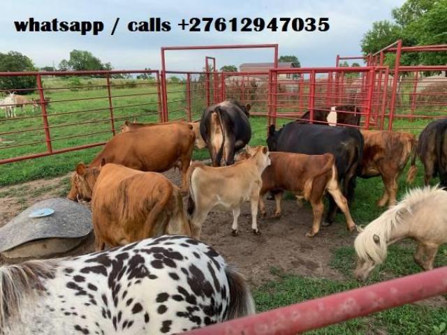 Boer Goats,Sheep And Cattle For Sale.