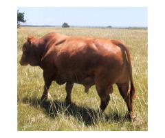 Alive Pregnant Holstein Heifer Cows, Goats , Sheep