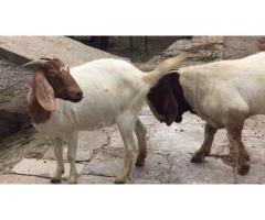 Goats, sheeps, ostrich, cattles, chickens, camels, llamas for sale whatsapp +27734531381