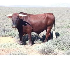 Two Bonsmara bulls for sale