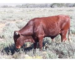 Two Bonsmara bulls for sale