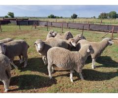 Available lambs for sale online